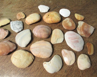 22 Assorted Shells Seashells Shell Stones Pieces for Arts, Craft Supplies, Beach Decor