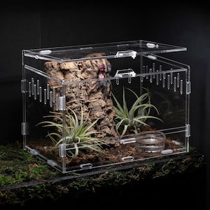 Può includere: Un terrario in acrilico trasparente con coperchio incernierato, fessure di ventilazione laterali e porta frontale. All'interno, una tarantola scura riposa su una corteccia di sughero, accompagnata da due piante aeree e una piccola ciotola d'acqua.
