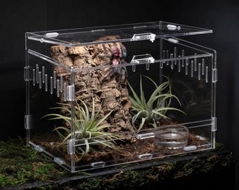 Può includere: Un terrario in acrilico trasparente con coperchio incernierato, fessure di ventilazione laterali e porta frontale. All'interno, una tarantola scura riposa su una corteccia di sughero, accompagnata da due piante aeree e una piccola ciotola d'acqua.
