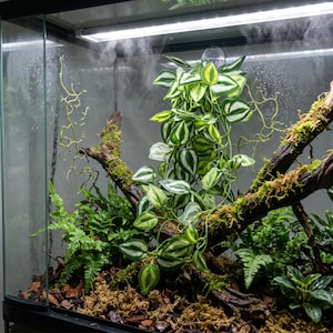 Peut inclure: Un terrarium en verre avec un système de brumisation, contenant une plante artificielle centrale aux feuilles vertes et blanches panachées, des branches de bois flotté brun foncé recouvertes de mousse et des fougères sur un lit d'écorces.