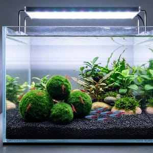 May include: A clear glass aquarium tank filled with water, black gravel substrate, green aquatic plants, and several round green moss balls. Small red shrimp crawl on the moss balls, while a group of neon tetras swim near the bottom right.