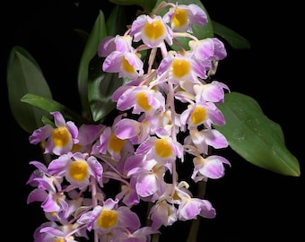 Orchid Rare Species Dendrobium amabile Live Mature PLant