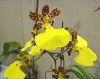 Orchid Species Oncidium Onc. Jiuhbao Gold Live Mature PLant