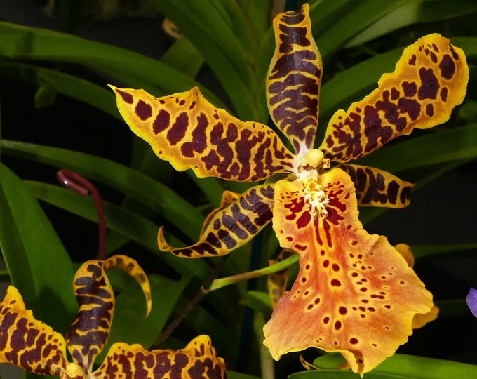 Seedling Orchid Oncidium Aliceara Hilo Ablaze 'hilo Gold' Live Plant - Etsy