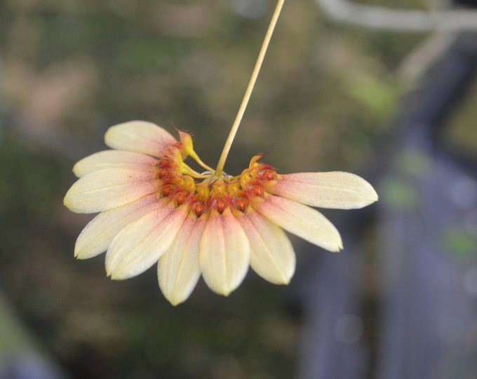 Rare Orchid Bulbophyllum Daisy Chain Mature Rare Live Plant - Etsy