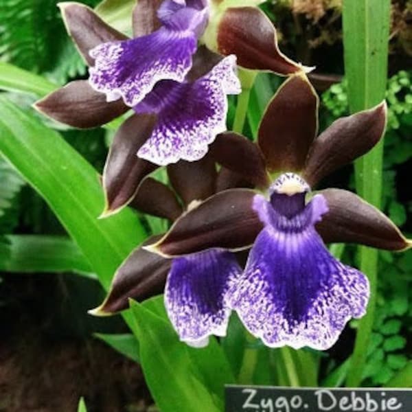 Orchid Zygopetalum Debbie de Mello 'Honolulu Baby'  Live PLant