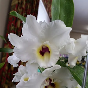 Seedling Orchid Dendrobium Nobile Den Medalist 'Mikado' Live PLant