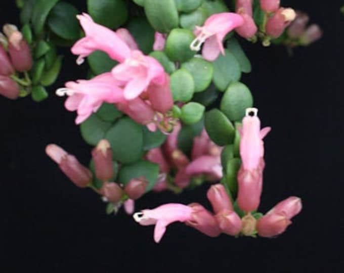 Very Rare Pink Lipstick Plant Aeschynanthus Radicans 'thai Pink' Lipstick