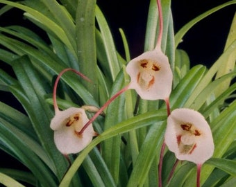 Monkey Face Orchid Etsy Monkey Face Orchid Etsy