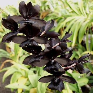 Bare Rooted Black Orchid Catasetum Monierara Millenium Magic 'Witchcraft' the black Orchid!!! Live PLant