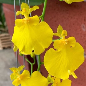 Orchid  Oncidium Onc Sweet Sugar &#39;Lemon Drop&#39; HCC/AOS Live Mature Plant