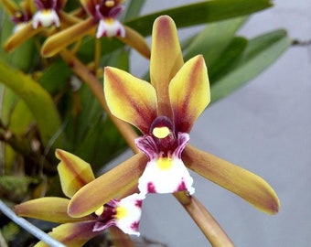 Plant Rare Species Orchid Cymbidium finlaysonianum Rare Live PLant
