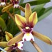 see more listings in the CYMBIDIUM section