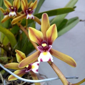 Plant Rare Species Orchid Cymbidium finlaysonianum Rare Live PLant image 1