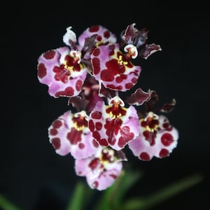 Miniature Orchid Oncidium Tolumnia Jairak Firm Tufferfish Oncidium Terrarium Live plant