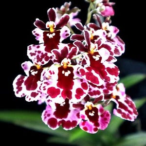 Miniature Orchid Oncidium Tolumnia Jairak Firm &#39;Koromo&#39; Oncidium Terrarium Live plant