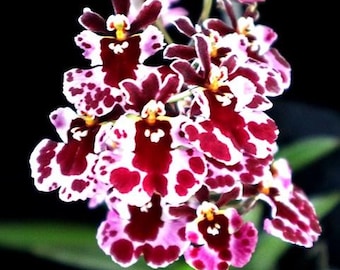 Miniature Orchid Oncidium Tolumnia Jairak Firm 'Koromo' Oncidium Terrarium Live plant
