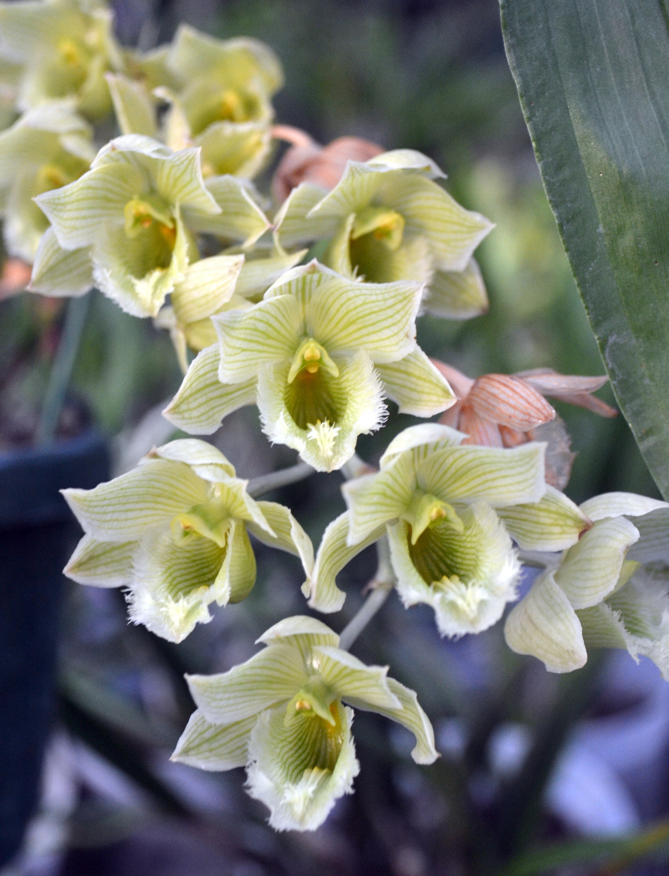 Very Rare Orchid Catasetum Clowesia Rebecca's Daughter X Clowesia