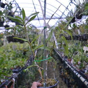 Rare Orchid Species Dendrobium Den usitae Mature Live Plant image 2