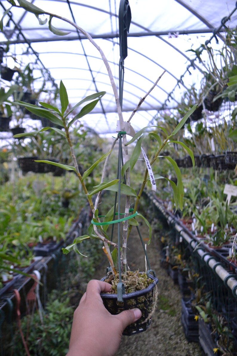 Rare Orchid Species Dendrobium Den usitae Mature Live Plant image 2