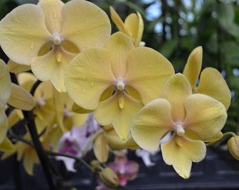 Orchid Phalaenopsis Phal. Gan Lin 'LL223' Live Orchid