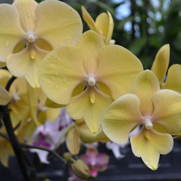 Orchid Phalaenopsis Phal. Gan Lin 'LL223' Live Orchid