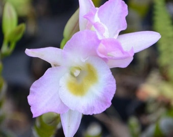 Orchid Nobile Dendrobium Fancy Angel 'Lychee'