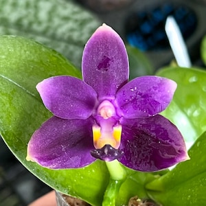 Very Orchid Rare Species Near Mature Phaleonopsis Phal. violacea Ingdigo &#39;Blue Diamond&#39;  Live PLant