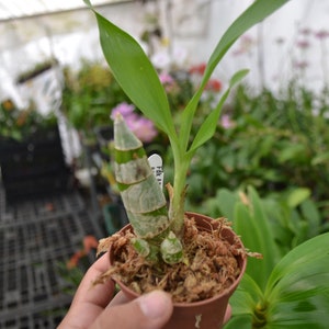 Rare Orchid Catasetum Ctsm. Fdk After Dark 'Black Pearl' Live Plant Real Black Orchid image 2