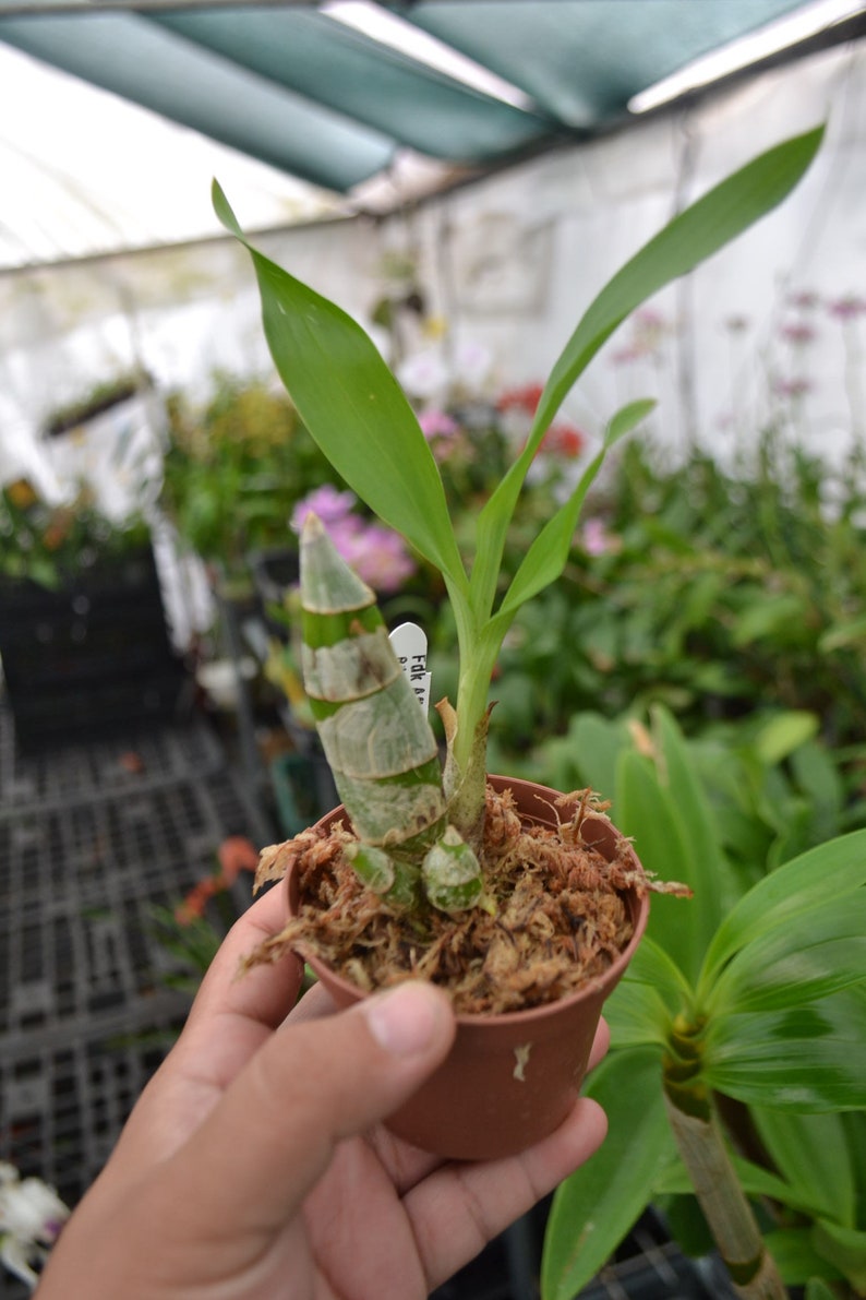 Rare Orchid Catasetum Ctsm. Fdk After Dark 'Black Pearl' Live Plant Real Black Orchid image 2