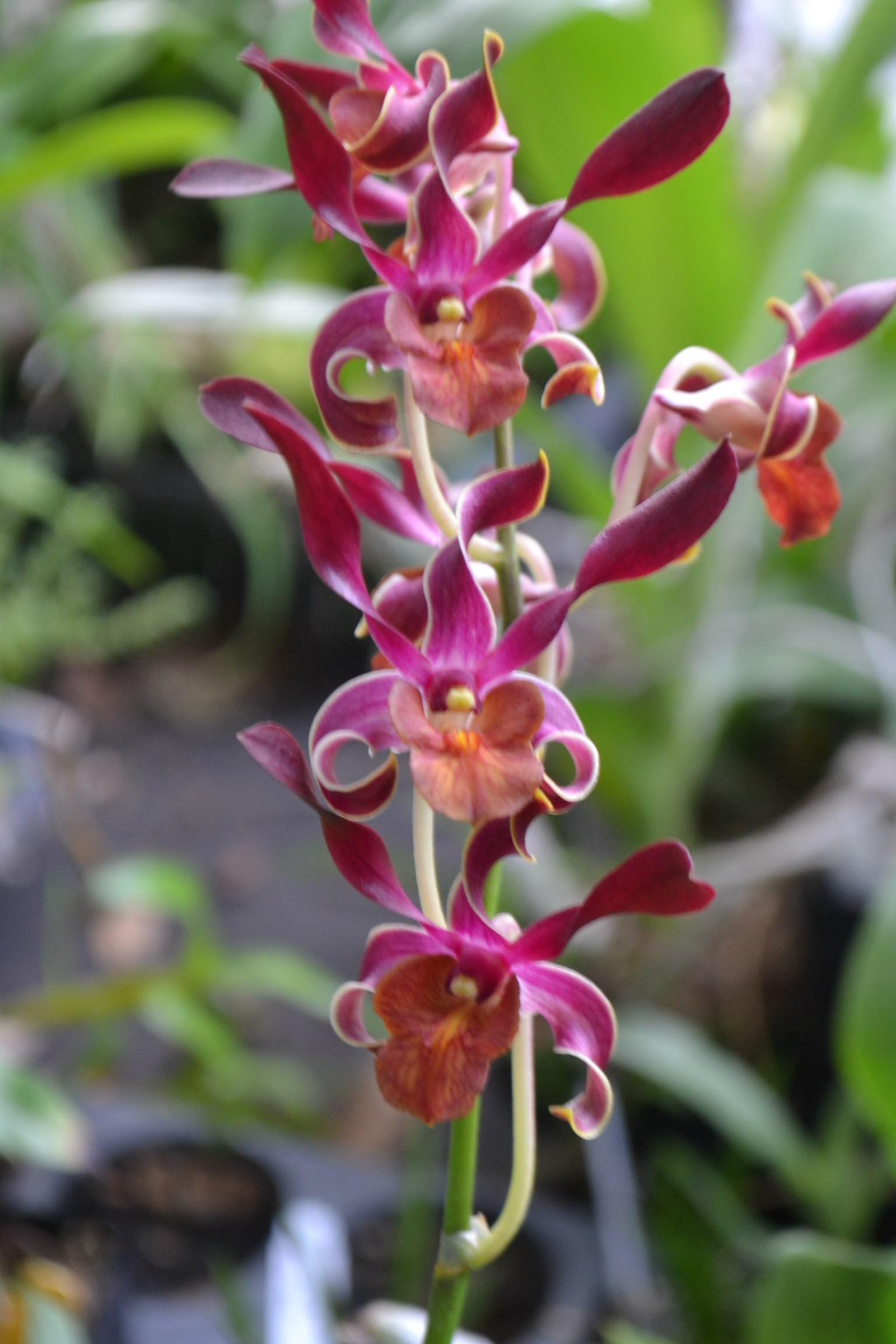 Mature Orchid Plant Dendrobium Ochoa's Treasure Mature Live Plant