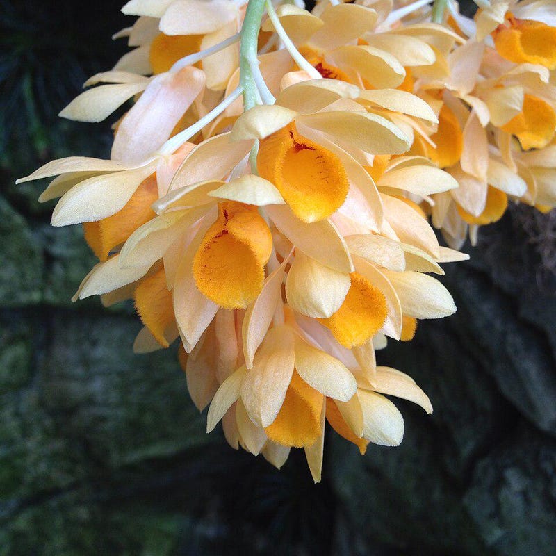 Dendrobium sulcatum (Dendrobium)