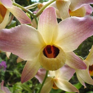 Orchid Rare Species Dendrobium moschatum Live  PLant