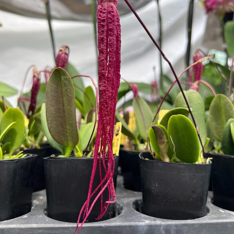 Bulbophyllum treschii (Bulbophyllum)