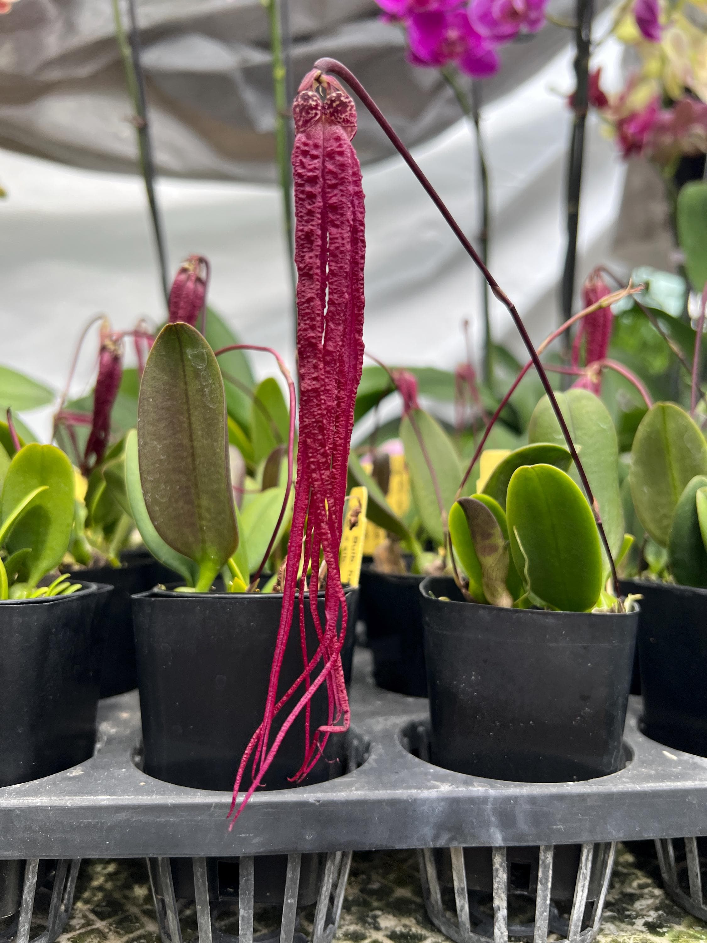 Rare Orchid Species Bulbophyllum Treschii Mature Rare Live Plant