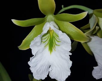 Especie de orquídea muy rara Encyclia Prosthechea mariae Especie Planta viva