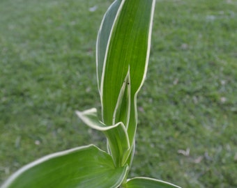 Very Rare Variegated Leaf Orchid Catasetum Cynodes Wine Delight Live PLant