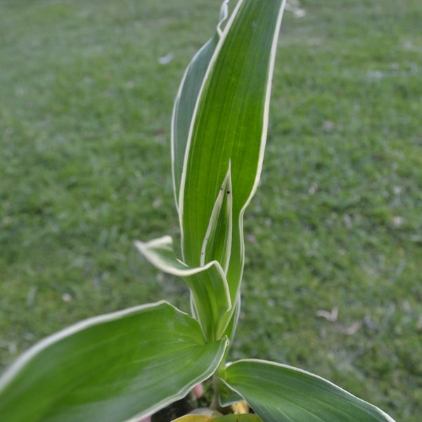 Very Rare Variegated Leaf Orchid Catasetum Cynodes Wine Delight Live PLant