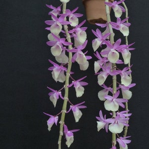 Guarida de orquídeas. Dendrobium Jan Orinstein (Den. aphyllum x Den. primulinum) Planta viva en maceta de 2 pulgadas