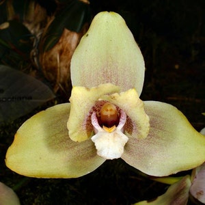 Rare Orchid Lycaste Lycaste Imschootiana Lycaste cruenta Lycaste virginalis Orchid Live PLant Orchid image 1