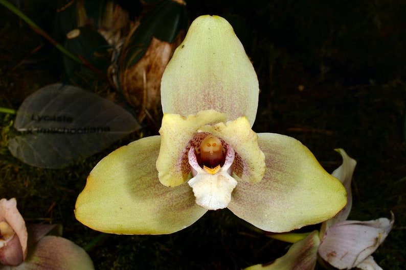 Rare Orchid Lycaste Lycaste Imschootiana Lycaste cruenta Lycaste virginalis Orchid Live PLant Orchid image 1