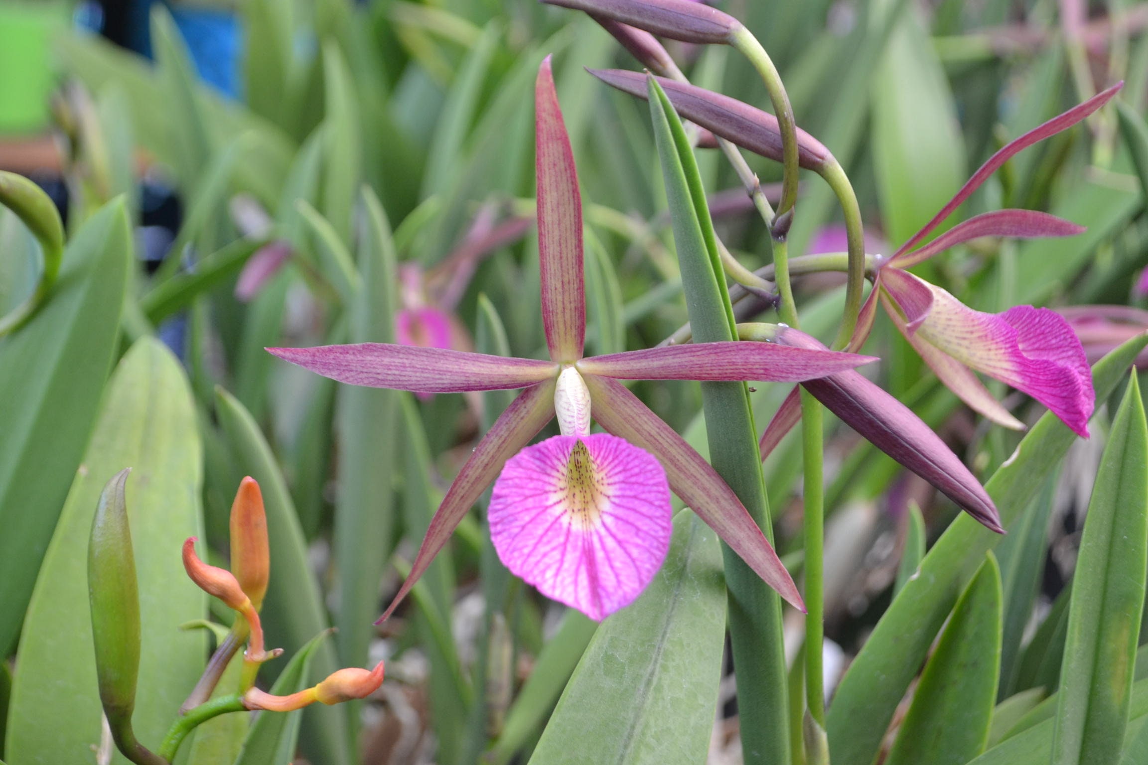 Orchid Cattleya Brassocattleya Bc. Hamlyn's Magic 'leilani' Live