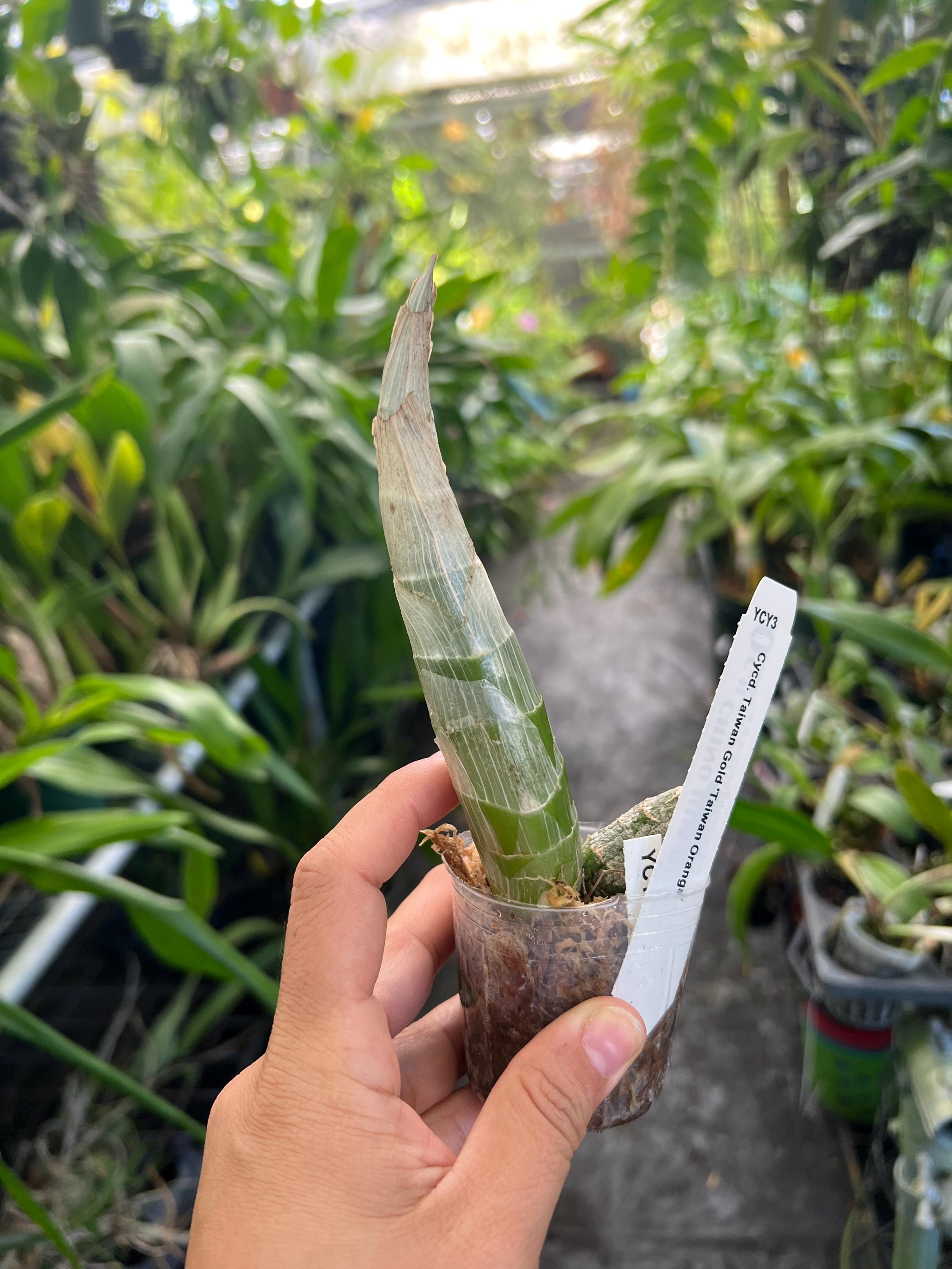 Bare Rooted Orchid Catasetum Cynodes Taiwan Gold 'orange' Live