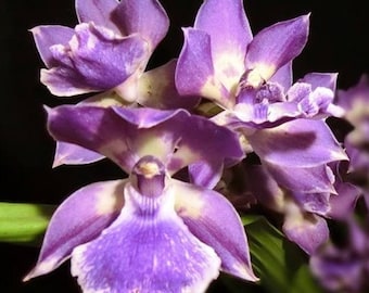 Orquídea Zygopetalum Zygonisia Murasaki Komachi PLANTA VIVA