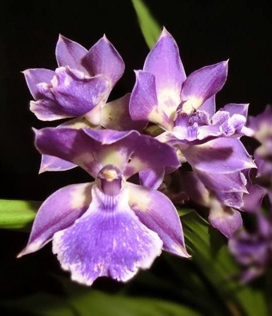Orchid Zygopetalum Zygonisia Murasaki Komachi Live Plant - Etsy