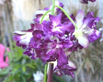 Rare Mutated Orchid Dendrobium Den. Burana Sunshine 'Peony' Live Mature PLant
