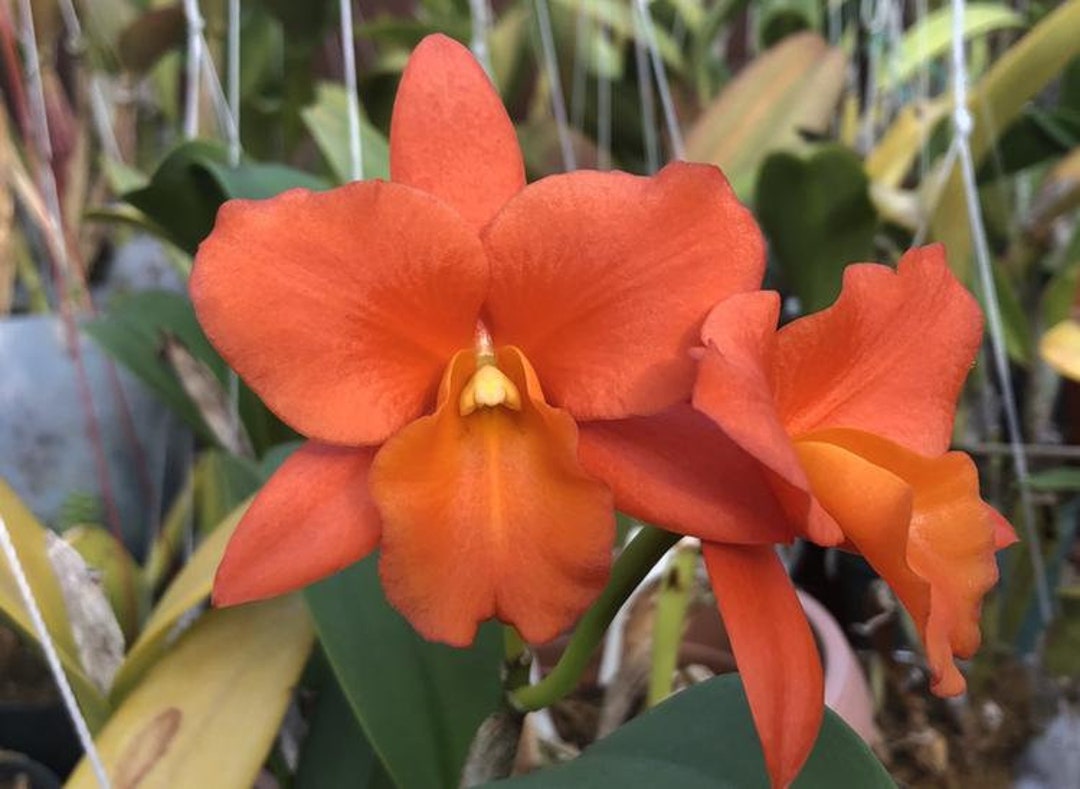 Orchid Cattleya Blc Dan O'neil 'jubilee' Mature Live Plant - Etsy