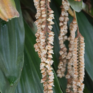 Bar Root Rare Collector&#39;s Species Rattlesnake Orchid Pholidota imbricata  Live Mature Orchid PLant