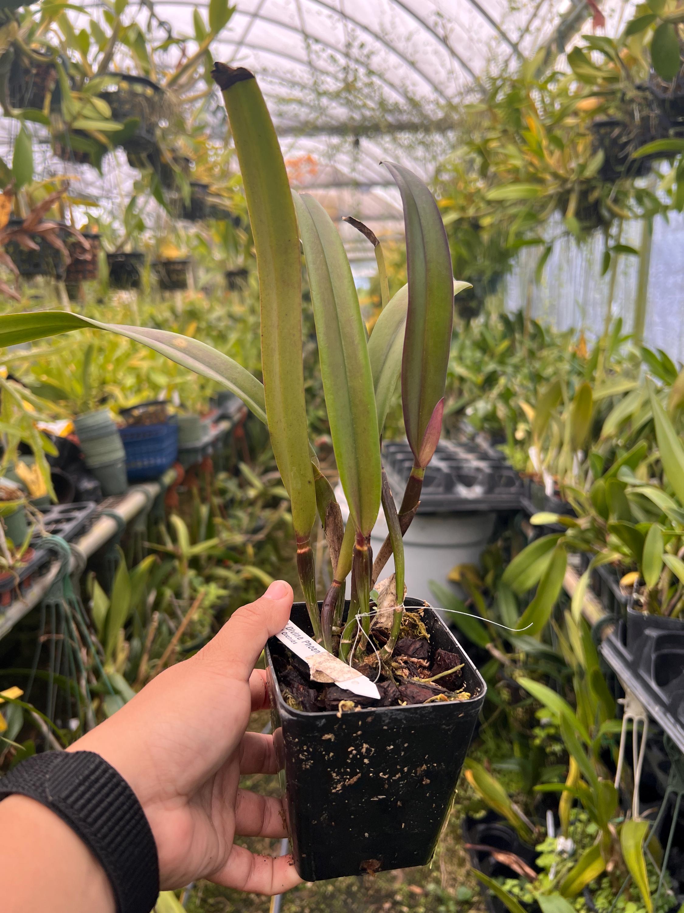 Orchid Cattleya Rhynchobrassoleya TLDC Divine Phoenix Live Plant