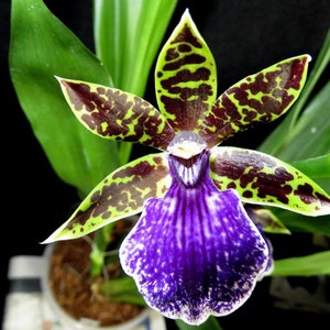 Fragrant Flowers Orchid Zygopetalum Advance Australia Live Mature PLant image 1